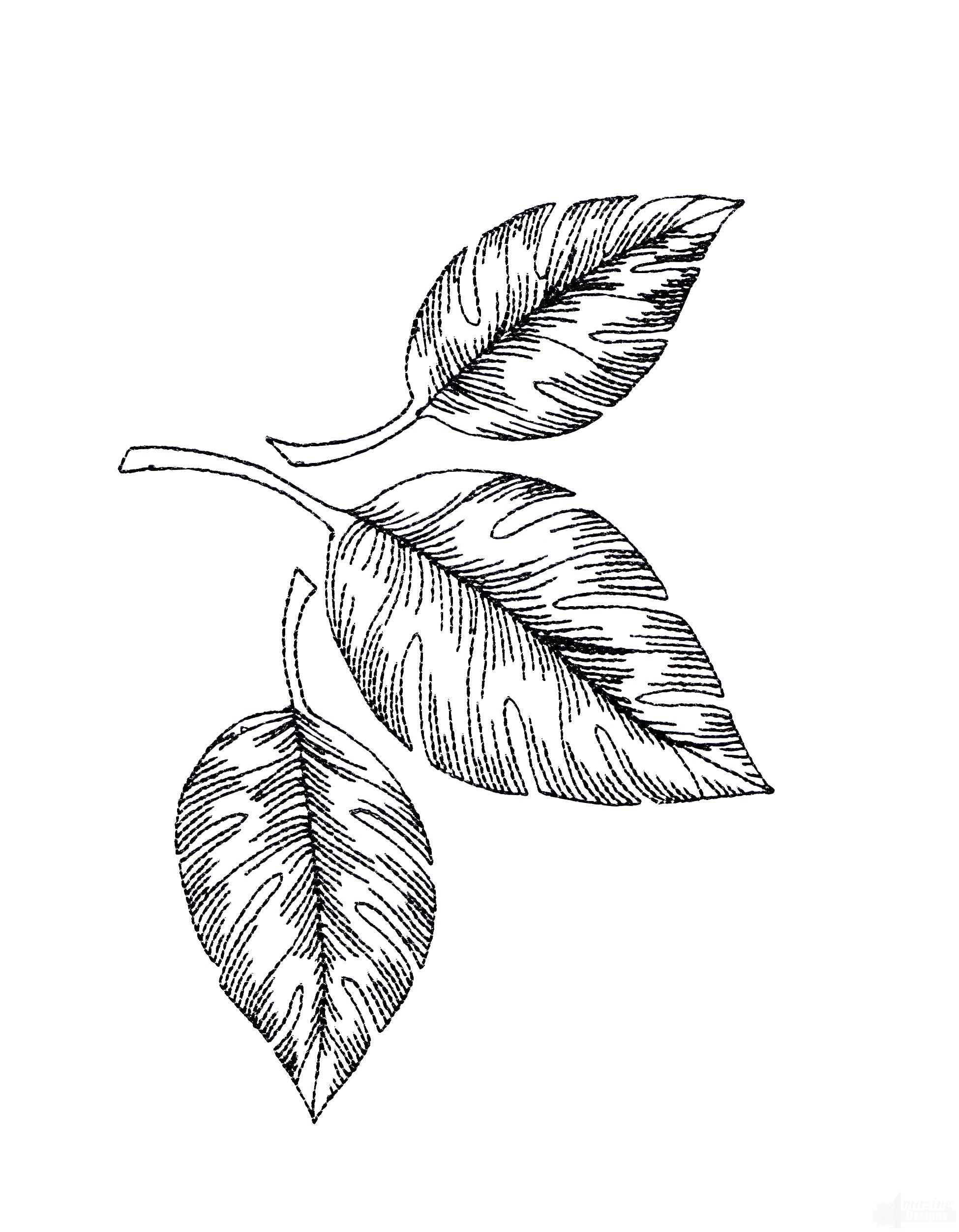 Tropical Leaf Drawing at GetDrawings | Free download