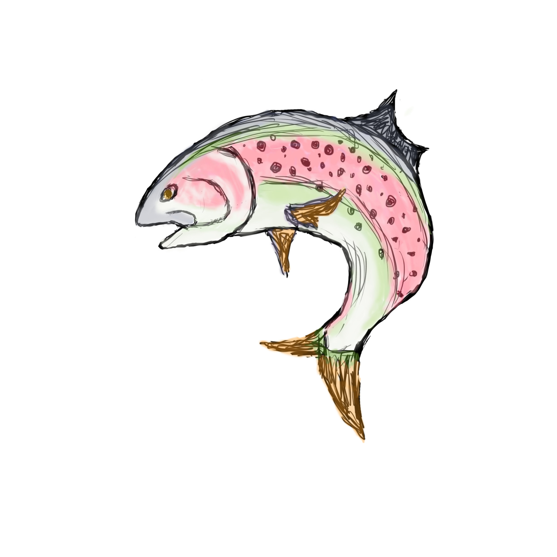 Trout Drawing At Getdrawings 