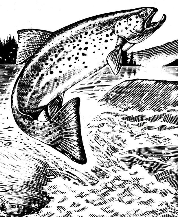 trout jumping line art