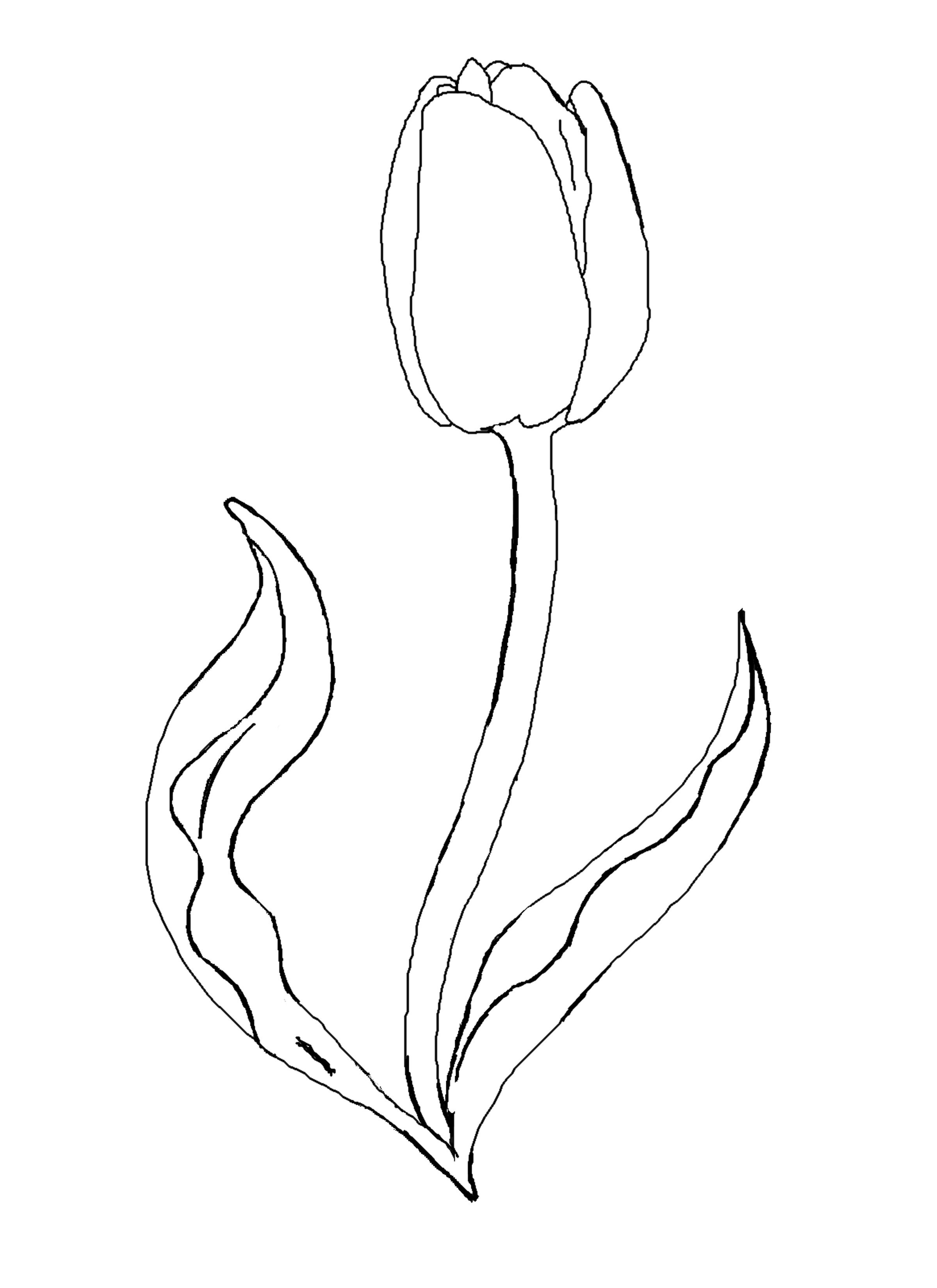 Printable Tulip Outline