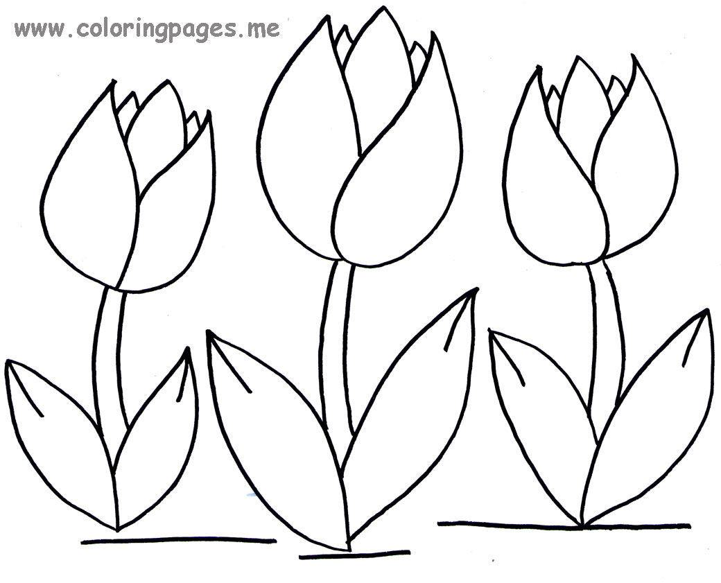 Tulip Outline Drawing at GetDrawings Free download