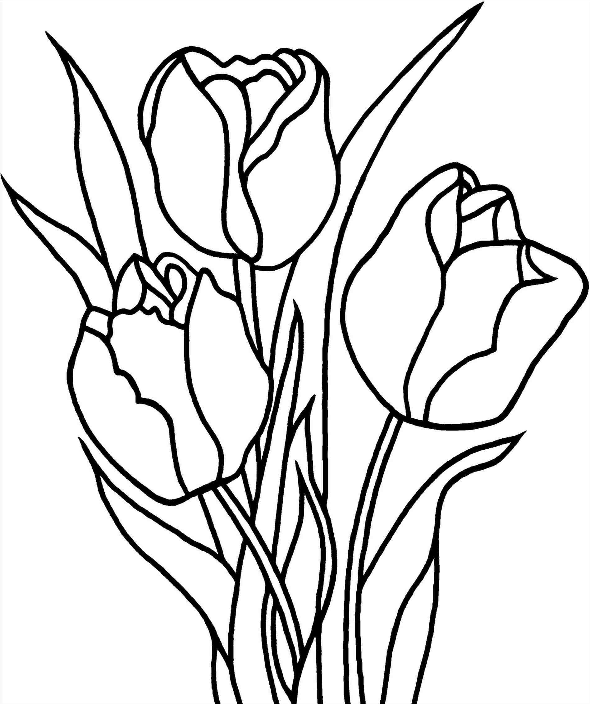 Tulips Pencil Drawing at GetDrawings | Free download
