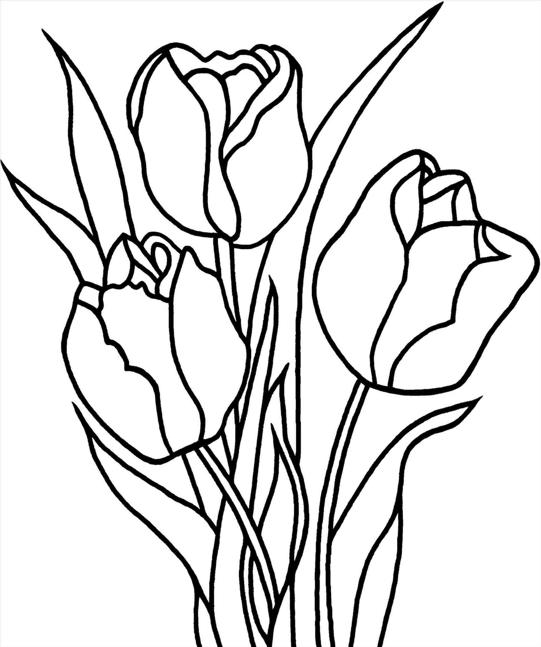 Tulips Pencil Drawing at GetDrawings Free download