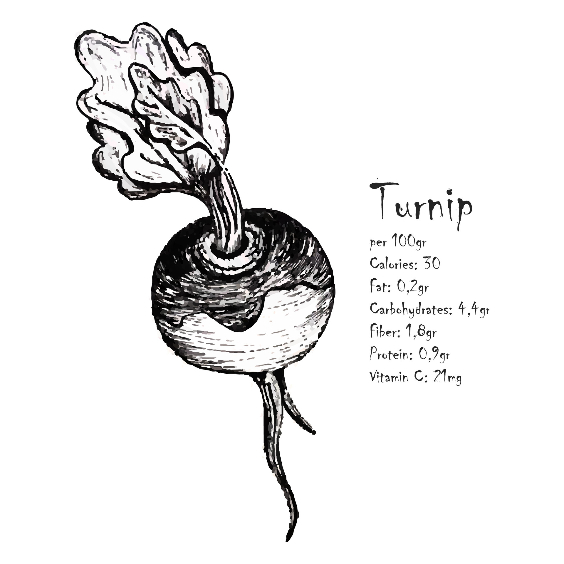 Turnip Drawing at GetDrawings | Free download