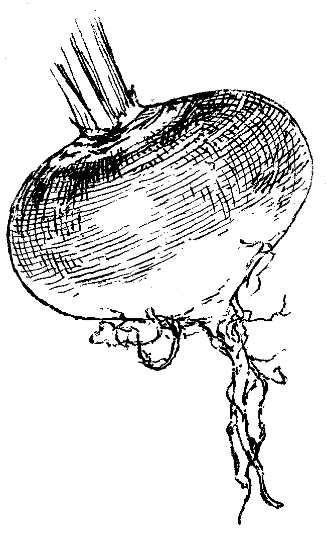 Turnip Drawing at GetDrawings | Free download