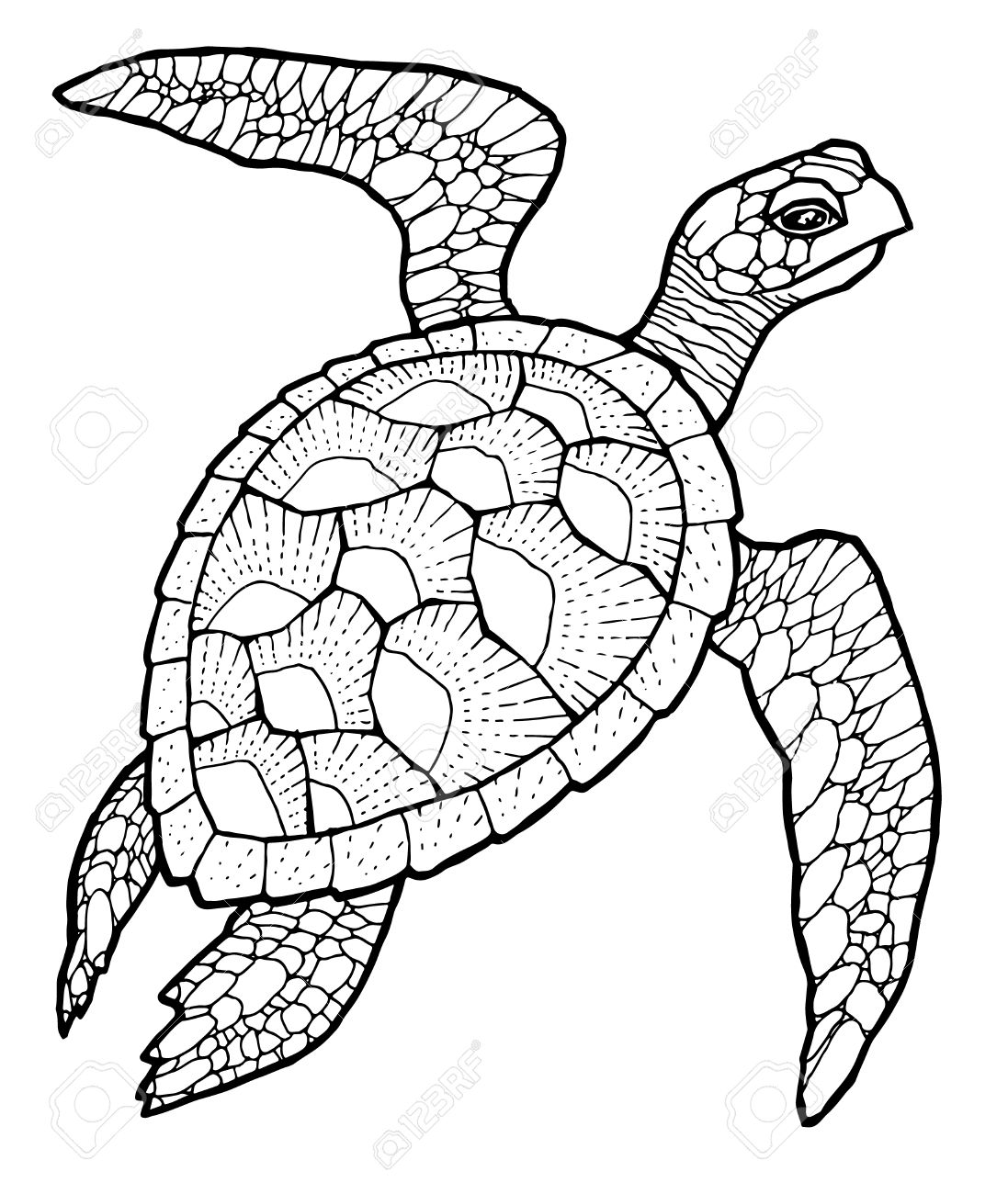 seaturtle drawing easy