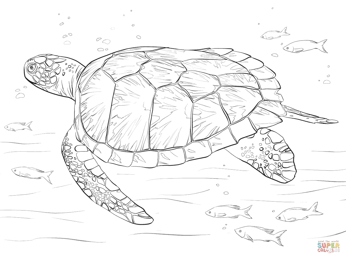 turtle sea coloring turtles realistic drawing outline printable adult leatherback animals supercoloring colouring ocean animal super baby sheets sheet sketch