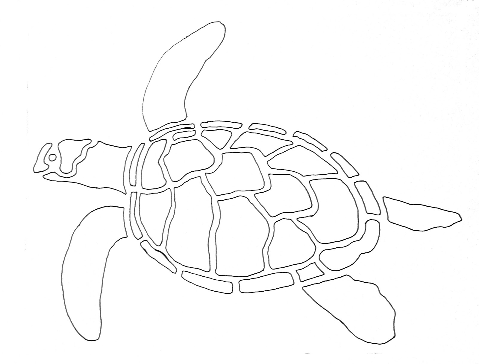 1600x1217 Printable Sea Turtle Outline Drawing.