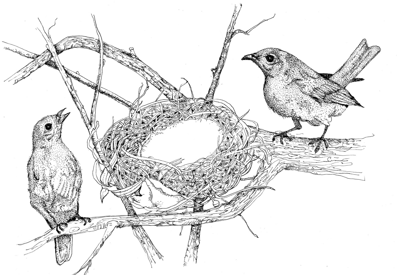 Two Birds Drawing at GetDrawings Free download