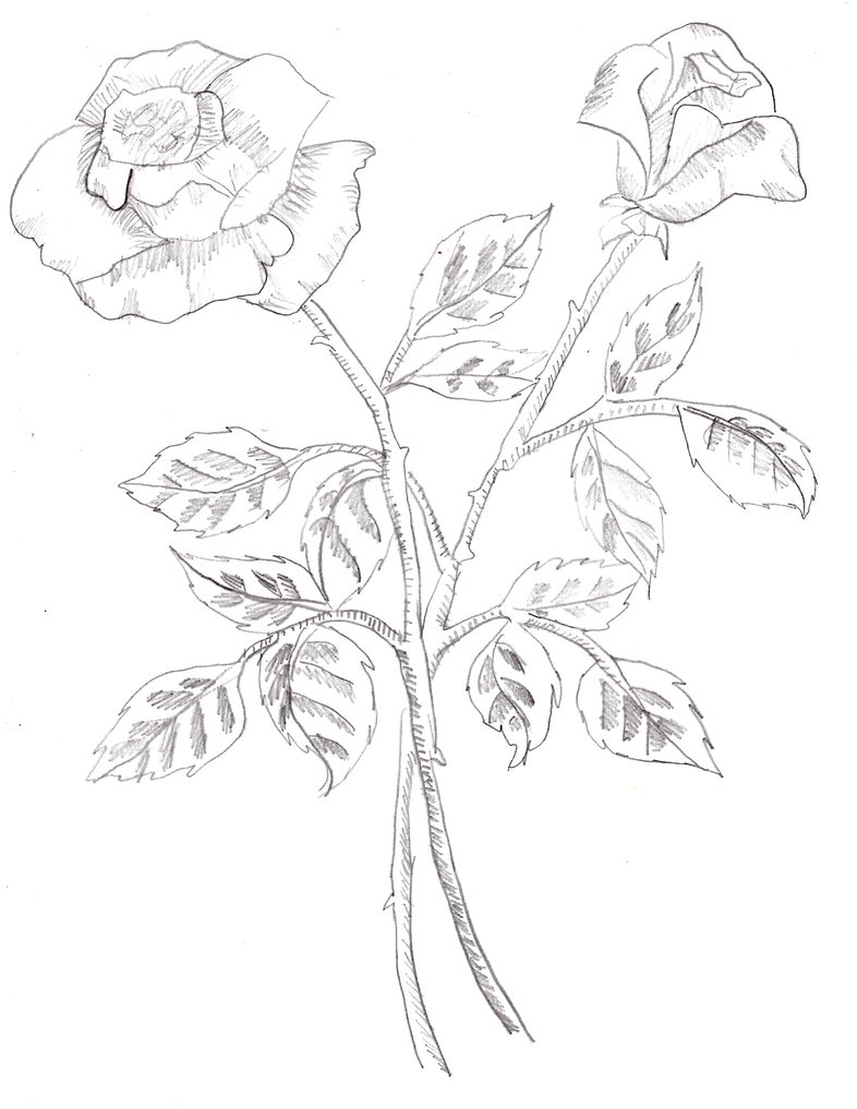 Two Roses Drawing at GetDrawings Free download