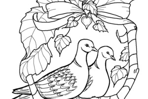 Two Turtle Doves Drawing At Getdrawings Free Download