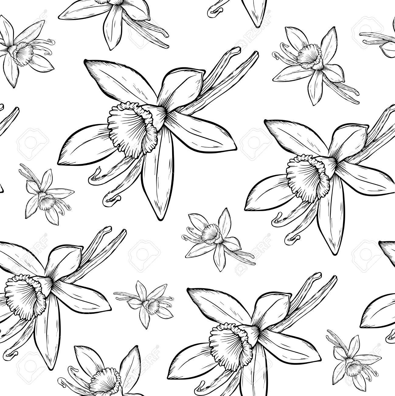 Vanilla Flower Drawing at GetDrawings Free download