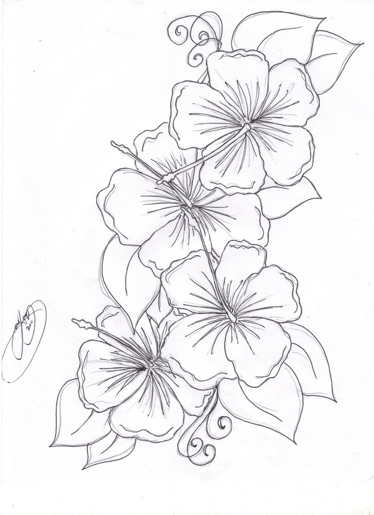 Vine Line Drawing at GetDrawings | Free download