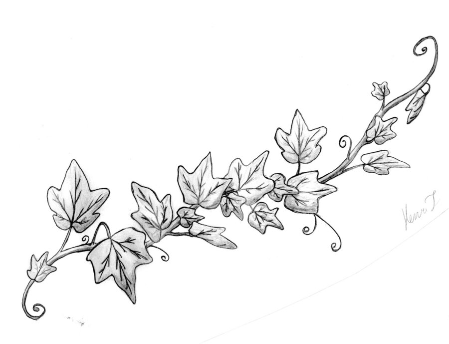 Vines And Leaves Drawing at GetDrawings Free download