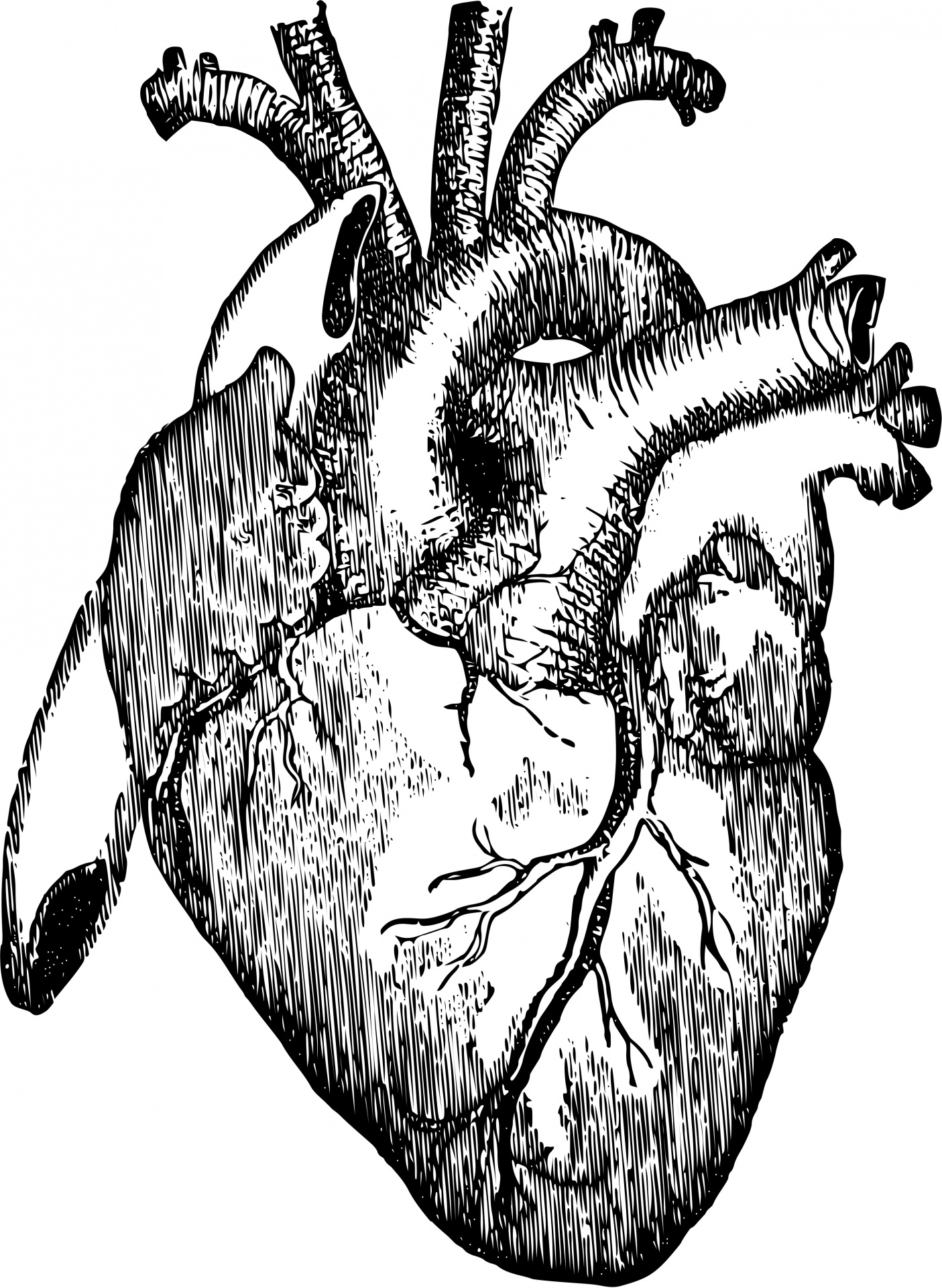 anatomical heart drawing simple