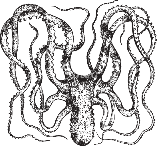 Vintage Octopus Drawing At Getdrawings Free Download