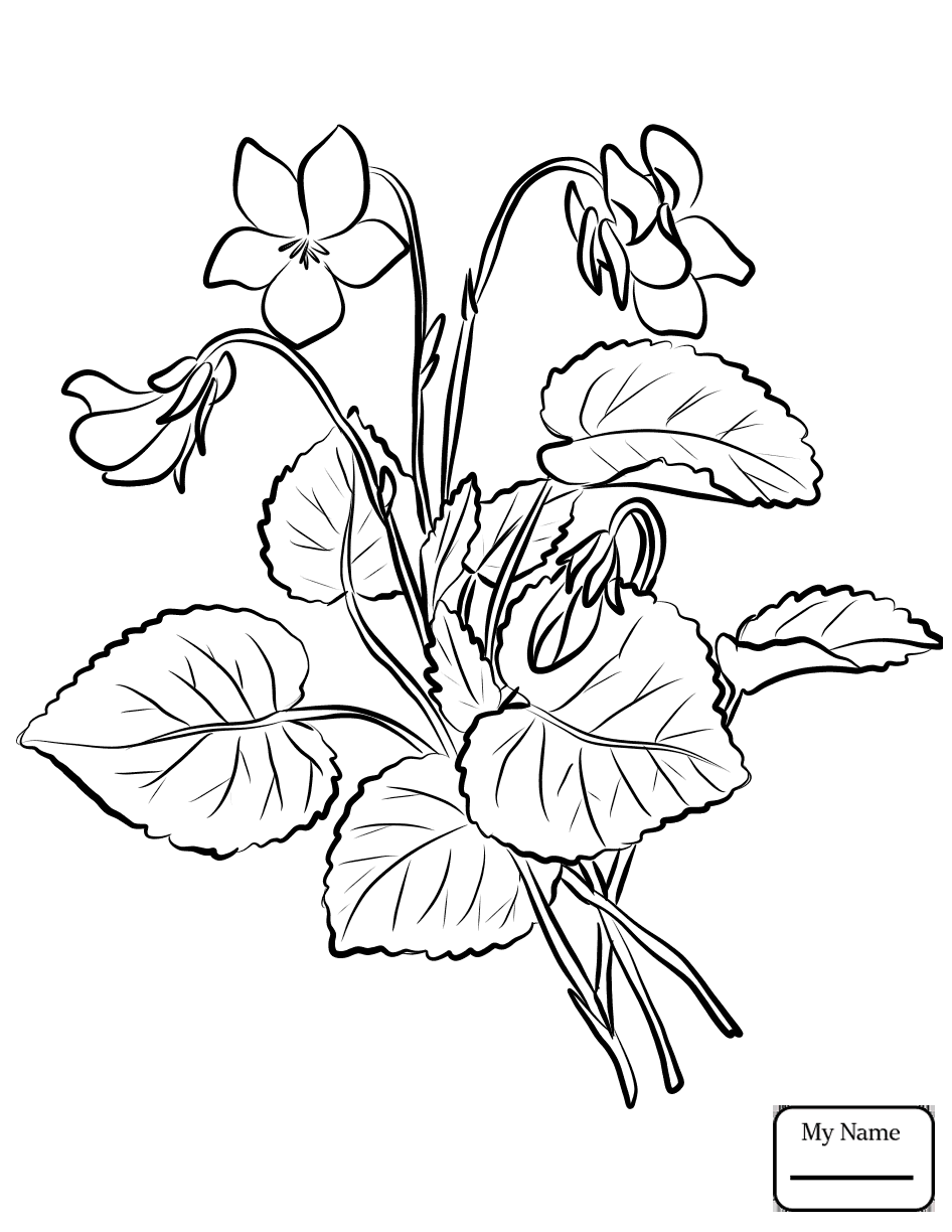 Featured image of post Wood Violet Flower Drawing