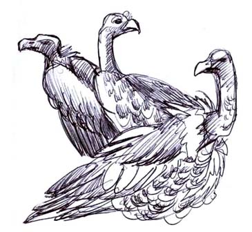 Vulture Drawing at GetDrawings | Free download