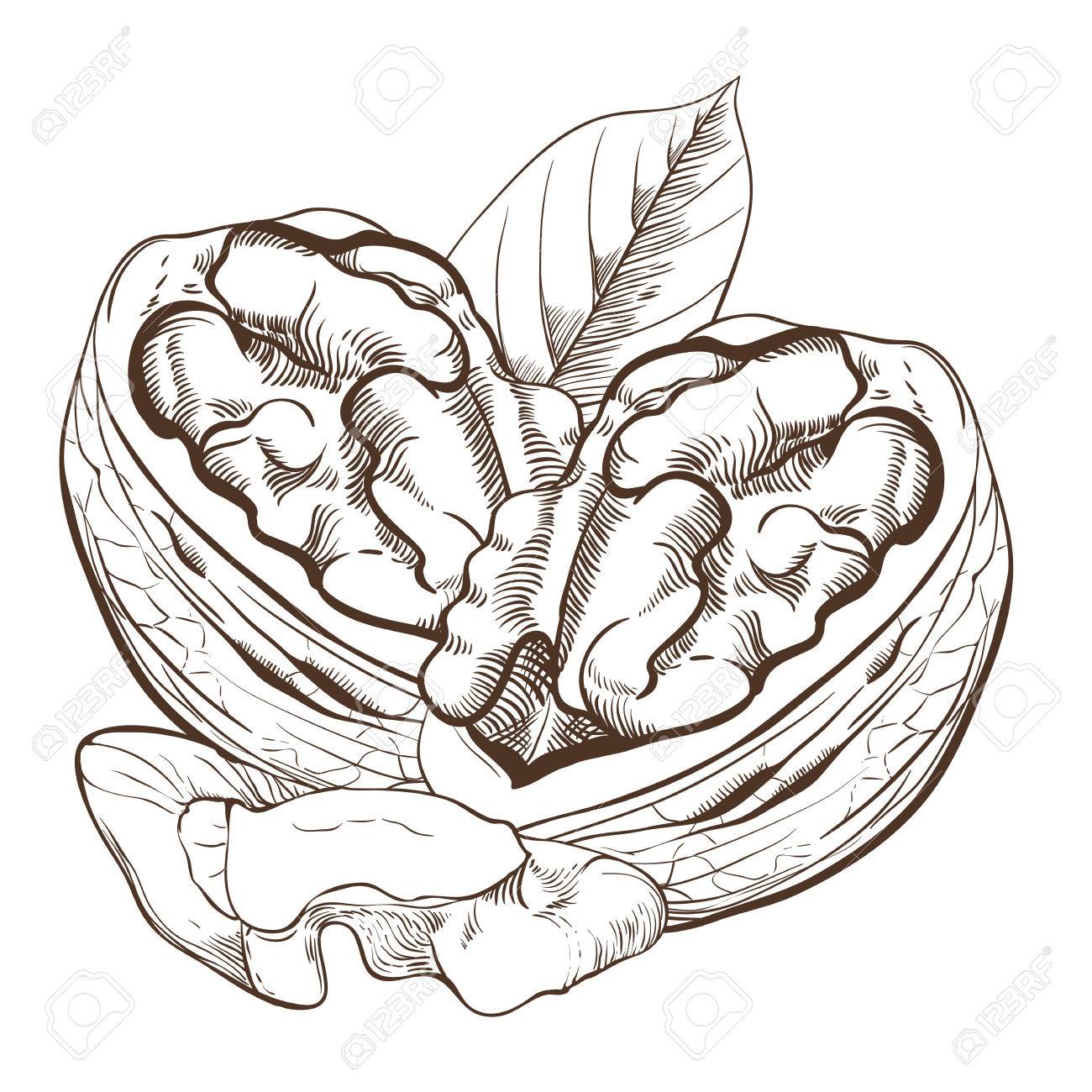 Walnut Drawing at GetDrawings Free download