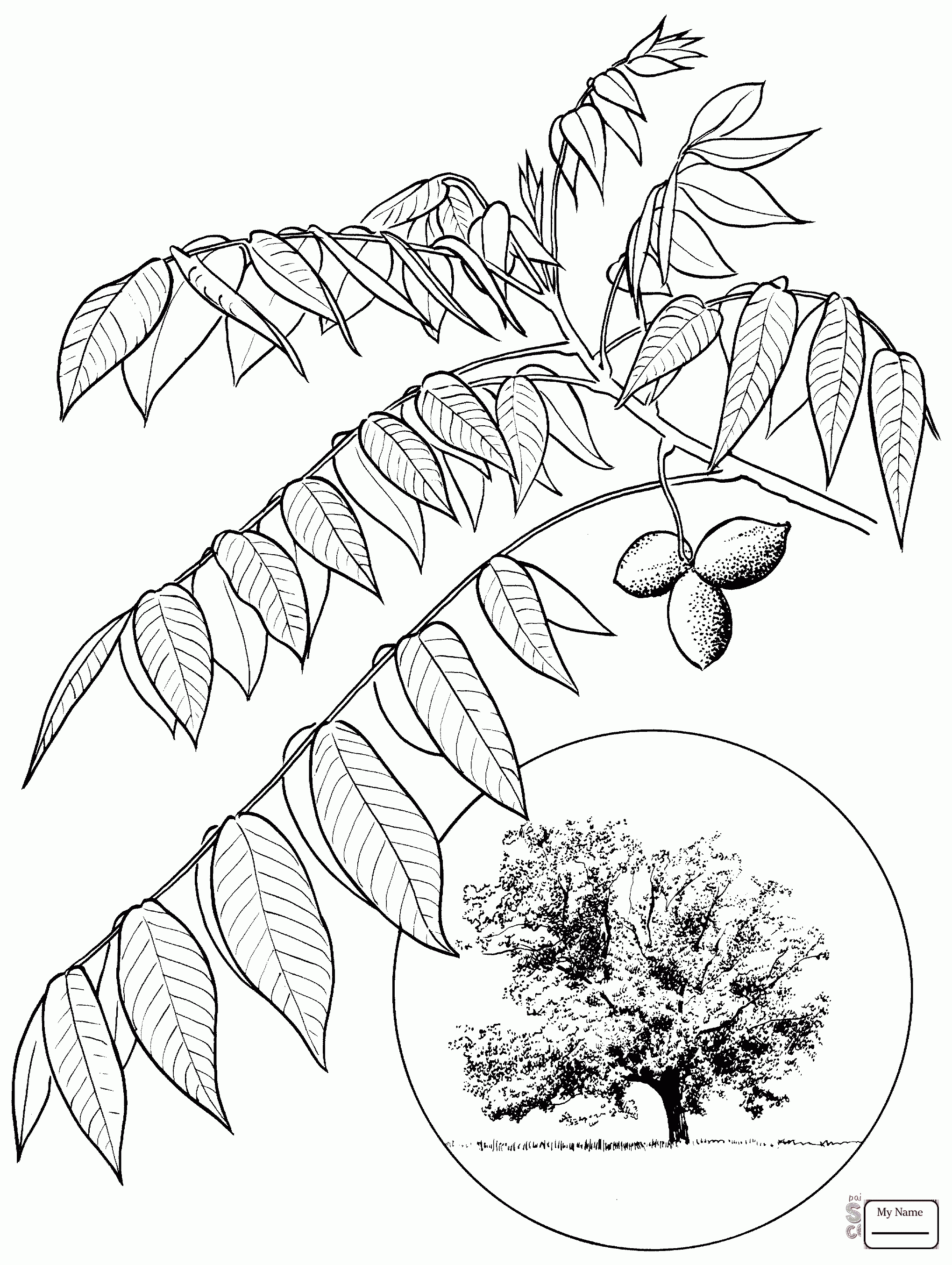 Грецкий орех дерево раскраска