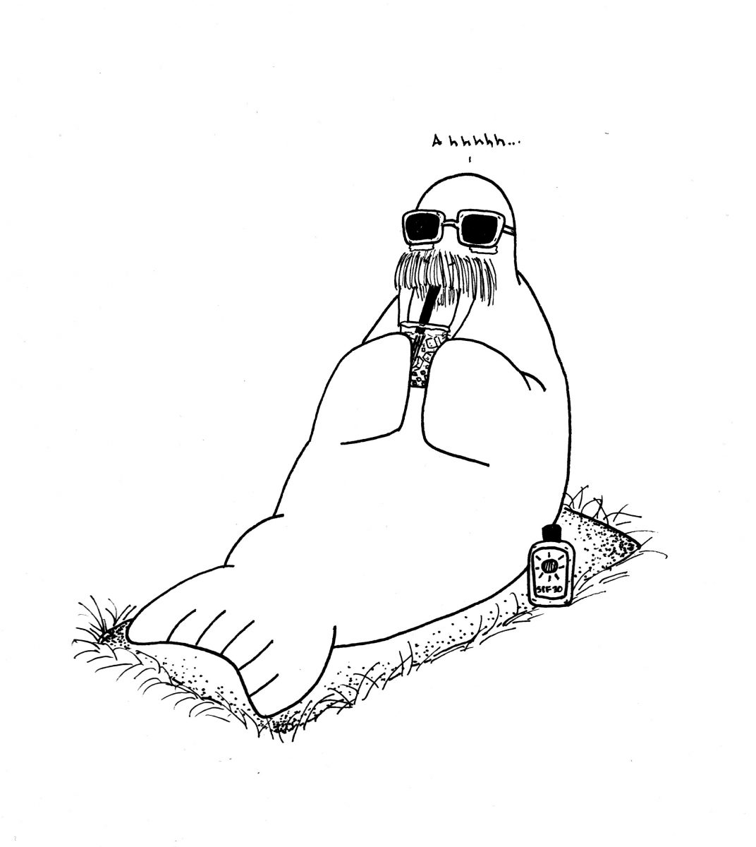 Walrus Drawing at GetDrawings | Free download