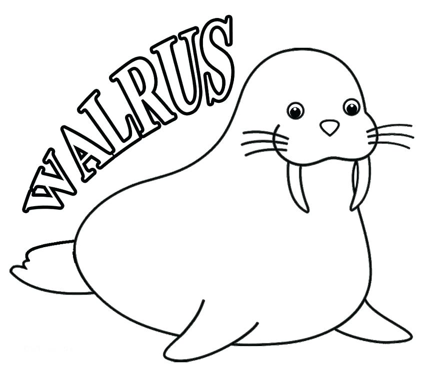 pretty walrus coloring page Walrus supercoloring
