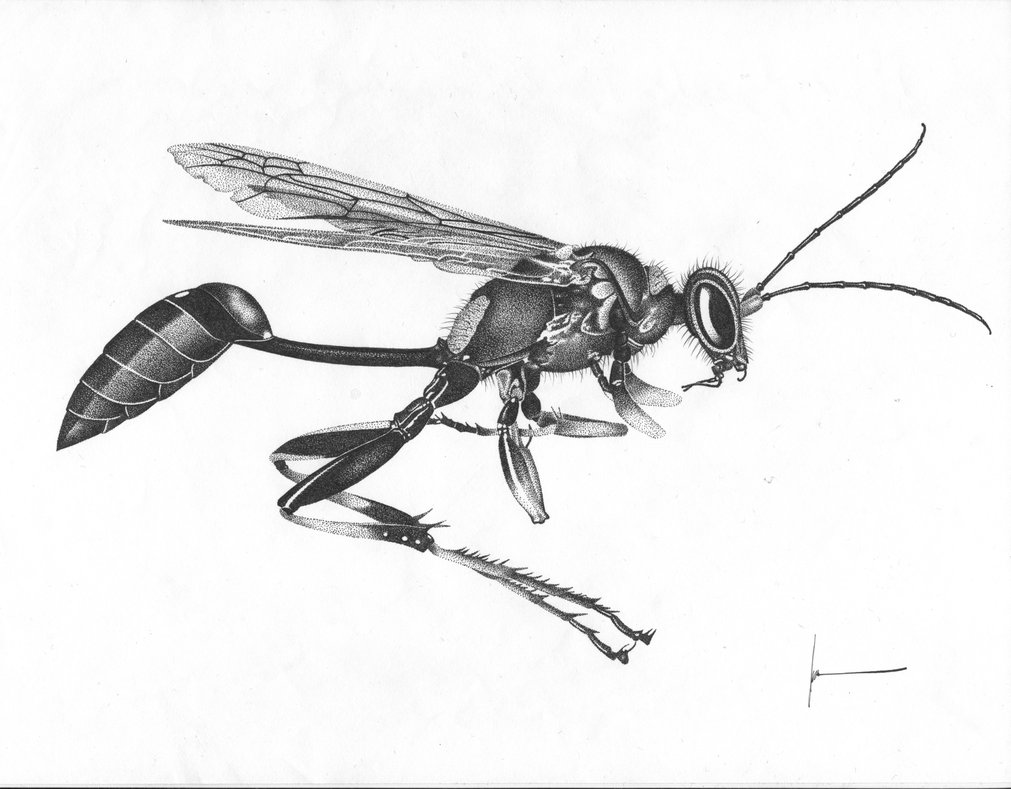 The best free Wasp drawing images. Download from 91 free drawings of