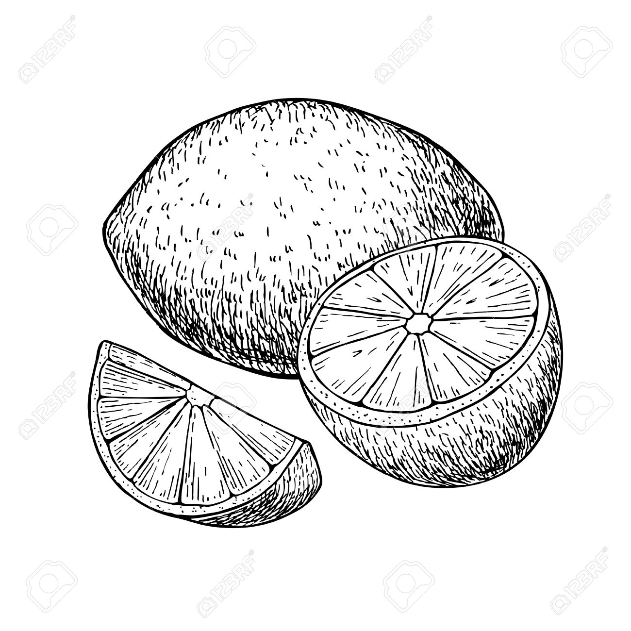 The best free Lime drawing images. Download from 129 free drawings of