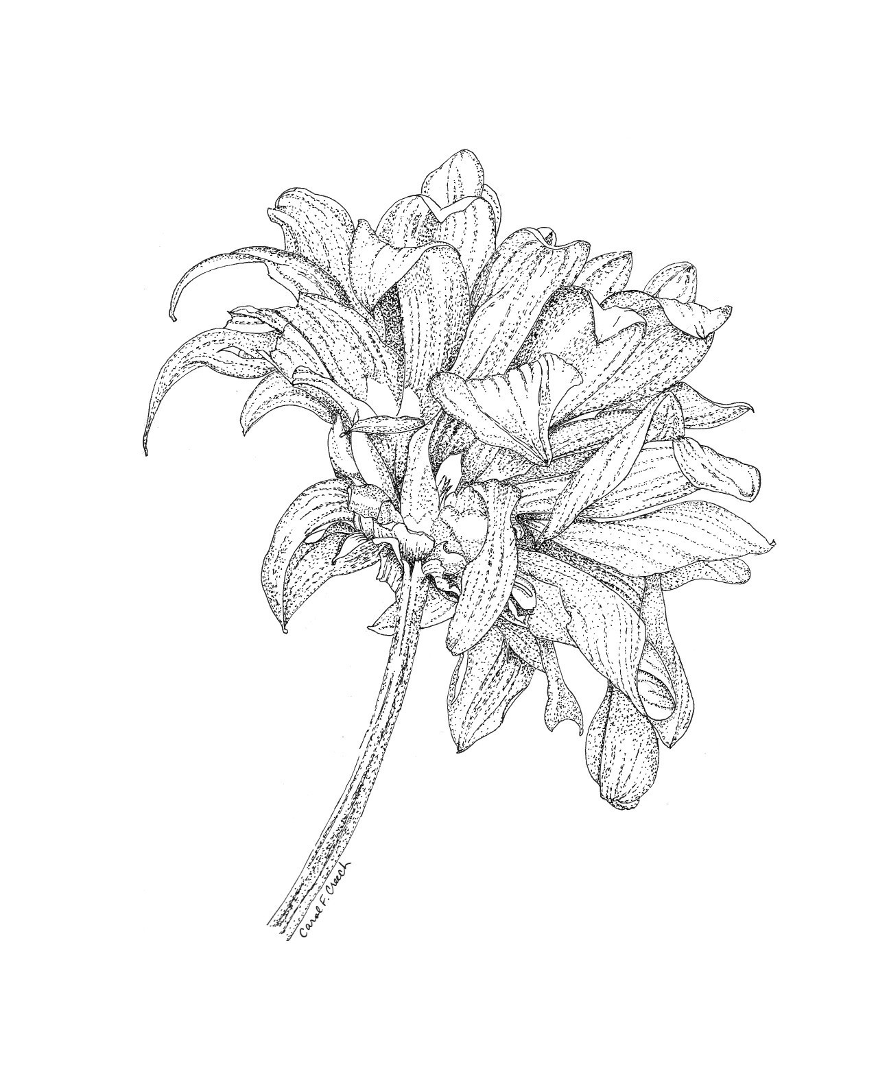 Water Hyacinth Drawing at GetDrawings | Free download