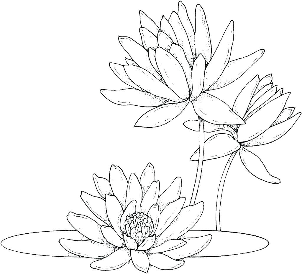 Water Lily Template