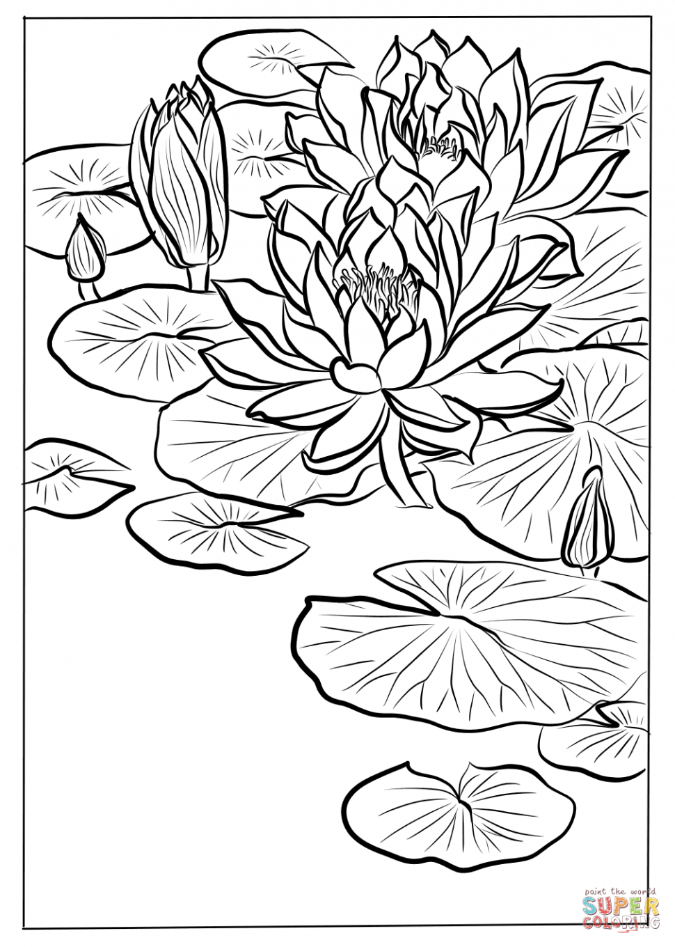 water-lily-flower-drawing-at-getdrawings-free-download