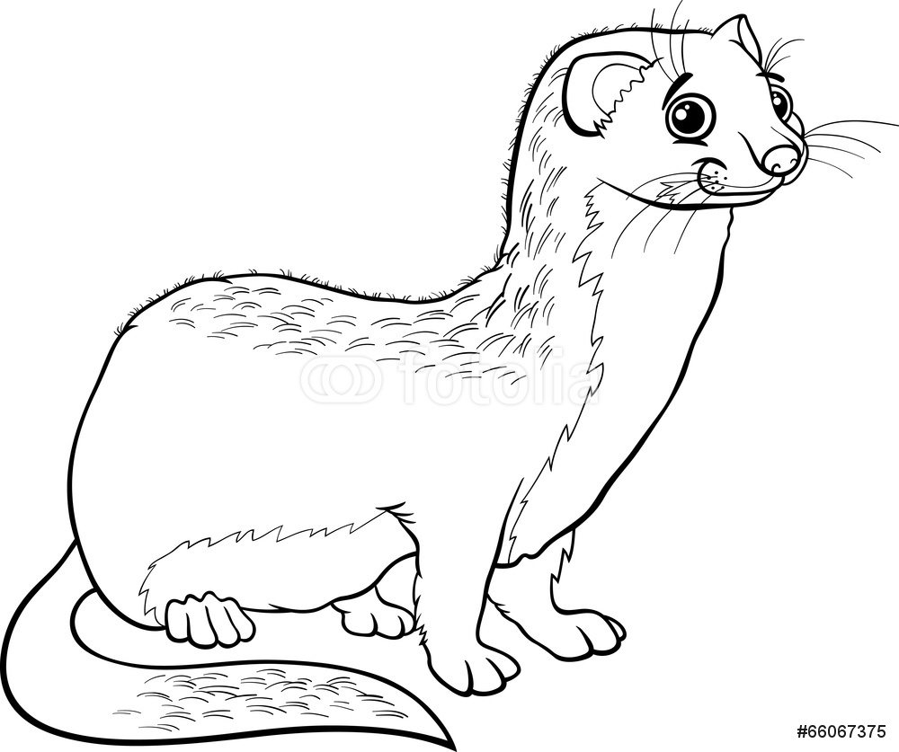 Weasel Drawing at GetDrawings | Free download