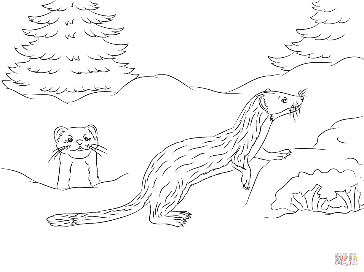 Weasel Drawing at GetDrawings | Free download