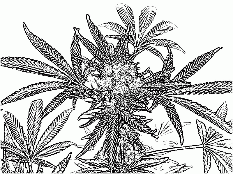 800x600 14 Pics Of Trippy Weed Coloring Book Pages.