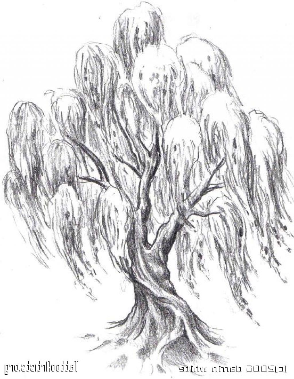 Weeping Willow Drawing at Free for personal use