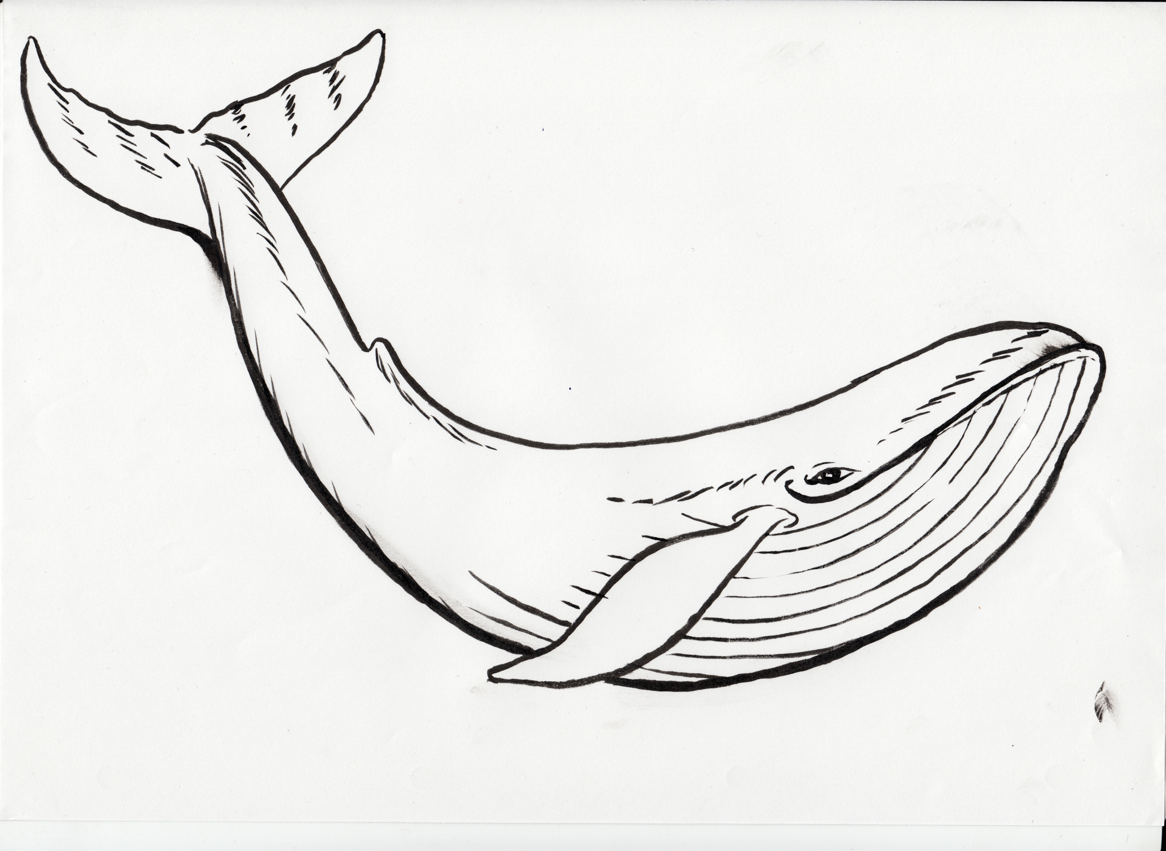 Dessiner Une Baleine Easy Drawings Dibujos Faciles Dessins | Images and