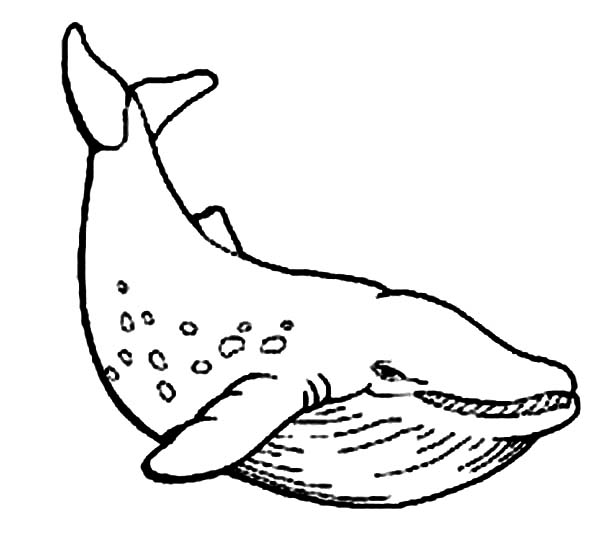 Whale Drawing Easy at GetDrawings | Free download