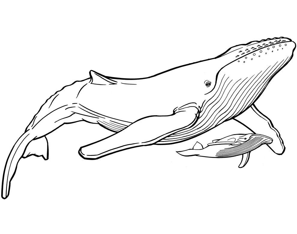 Whale Line Drawing at GetDrawings Free download