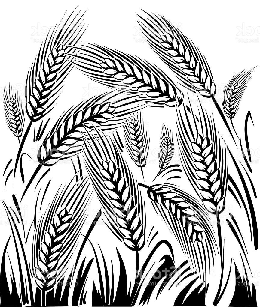 Wheat Field Drawing at GetDrawings.com | Free for personal use Wheat