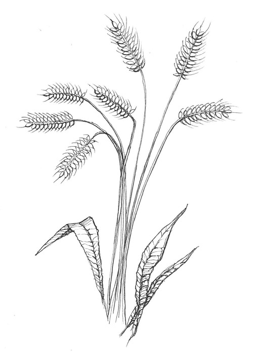 Wheat Plant Drawing at GetDrawings Free download