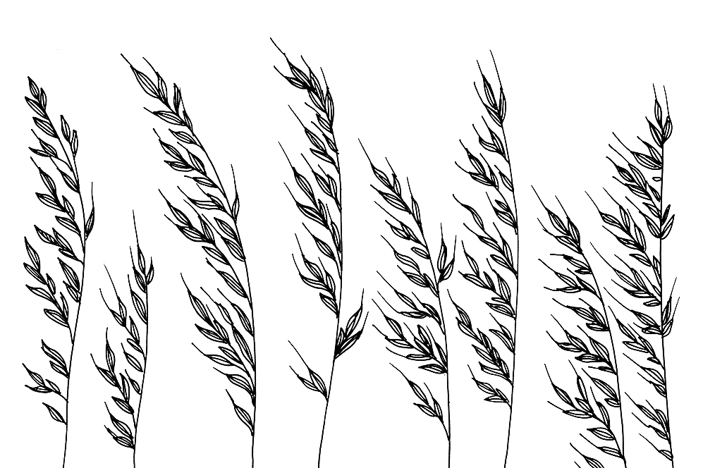 Wheat Plant Drawing at GetDrawings | Free download