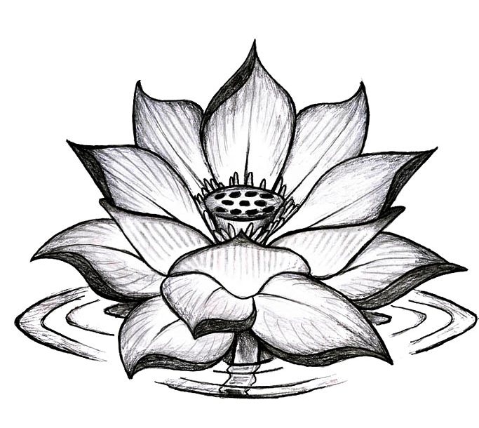 White Lotus Flower Drawing at GetDrawings | Free download
