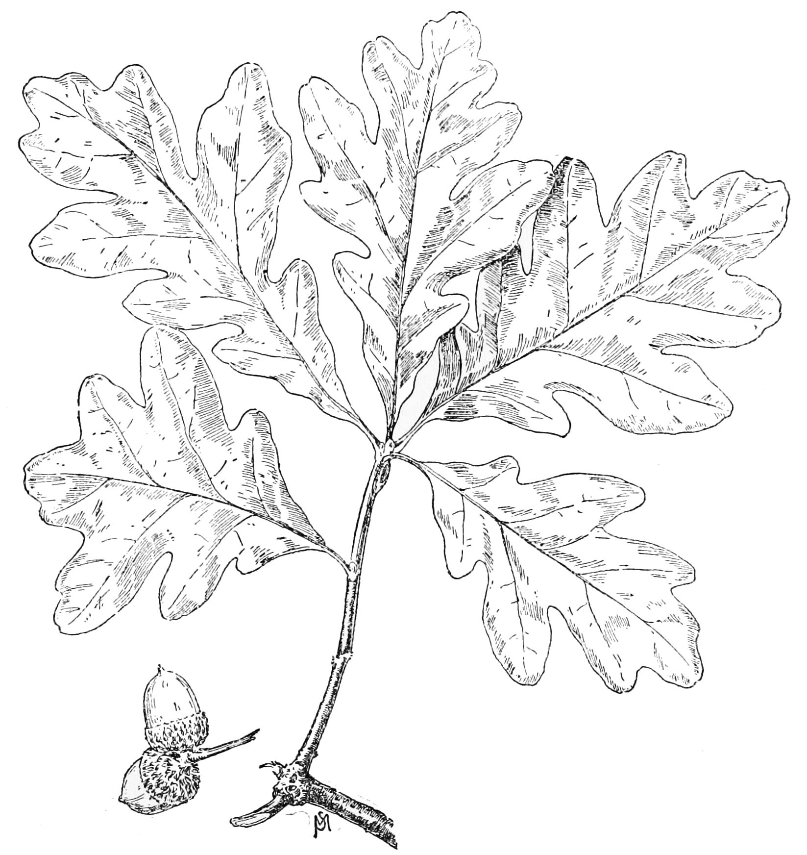The best free Oak leaf drawing images. Download from 4867 free drawings