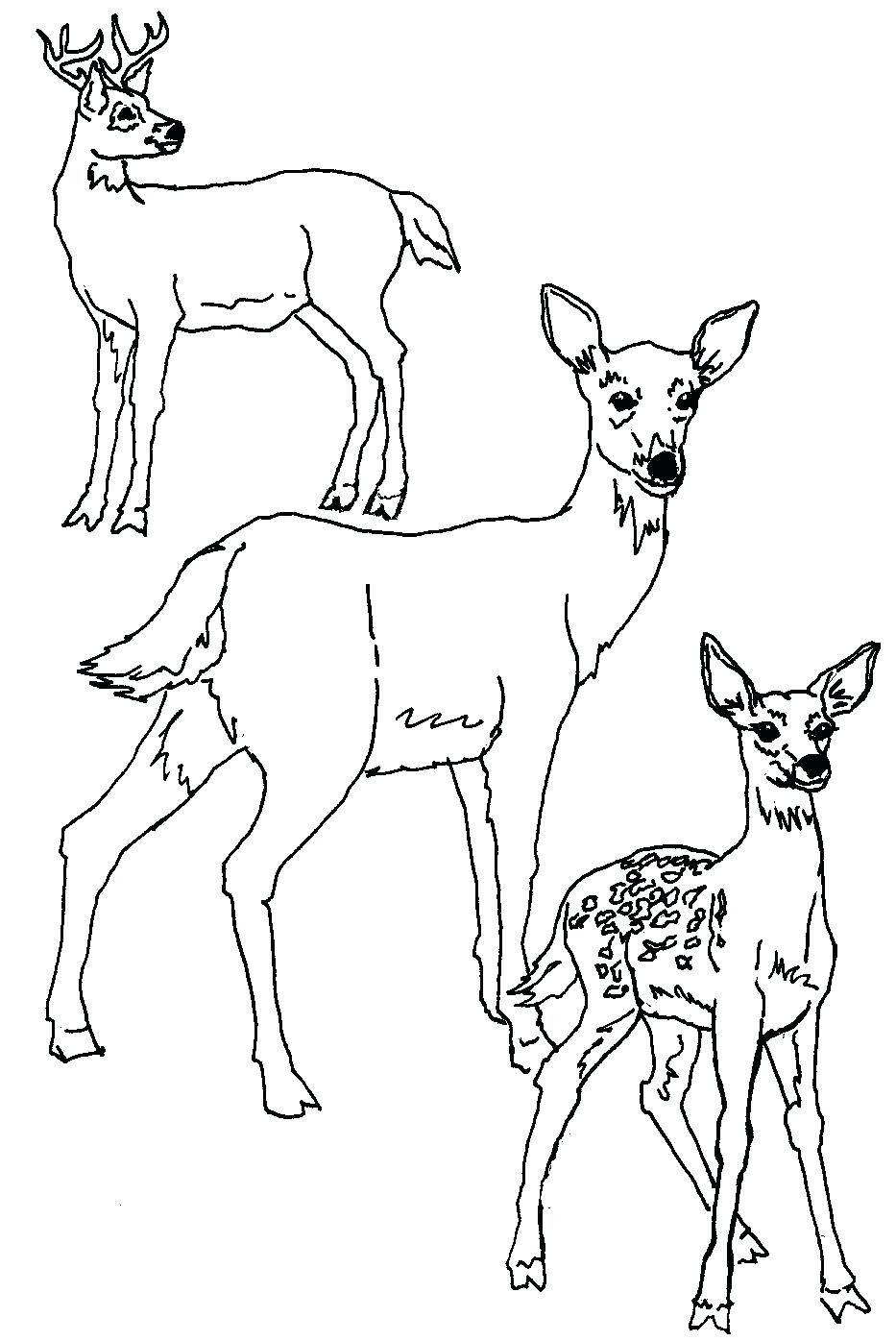 White Tailed Deer Drawing at GetDrawings | Free download