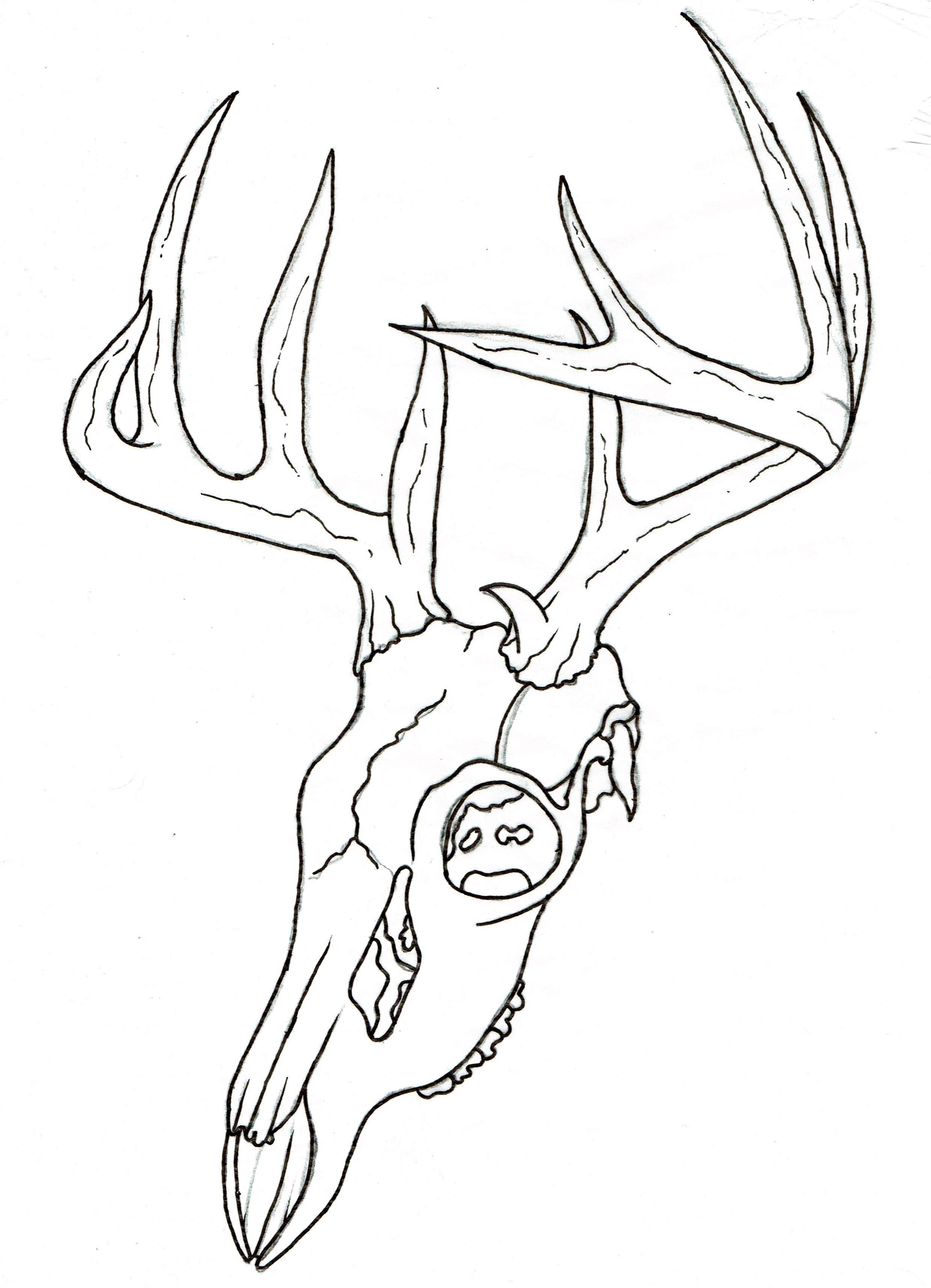 Whitetail Deer Skull Drawing at GetDrawings Free download