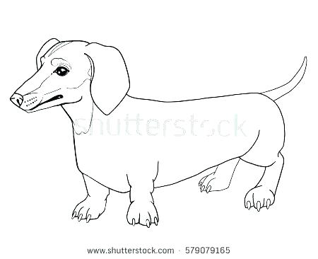 Wiener Dog Drawing at GetDrawings | Free download