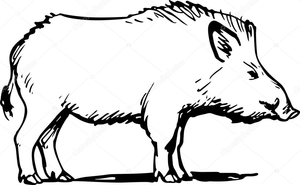 Wild Boar Drawing at GetDrawings | Free download