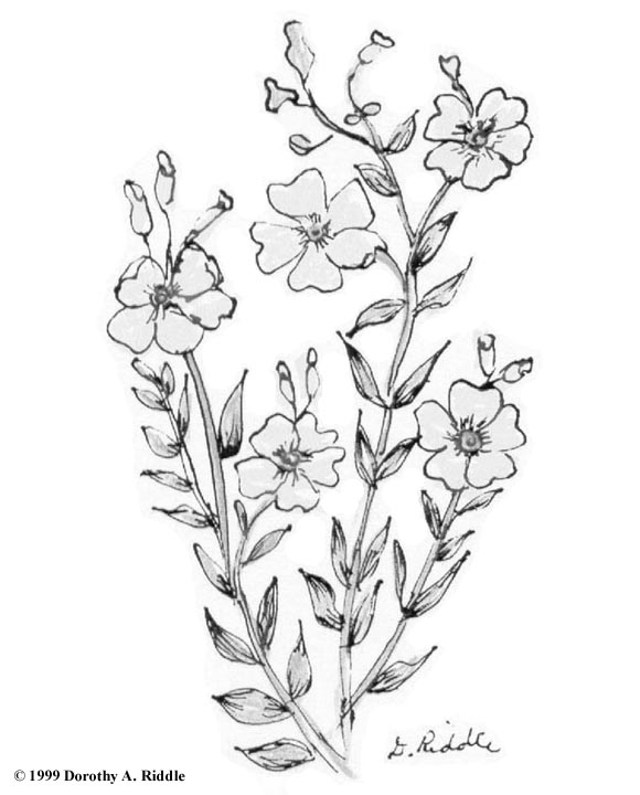 Wild Flower Drawing at GetDrawings Free download