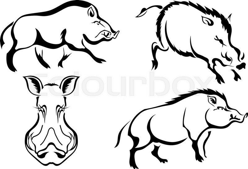 Wild Hog Drawing at GetDrawings | Free download