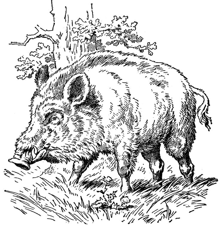 Wild Hog Drawing at GetDrawings | Free download